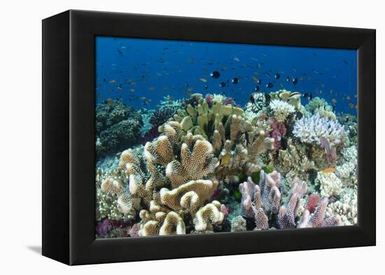 Coral Reef Diversity, Fiji-Pete Oxford-Framed Premier Image Canvas