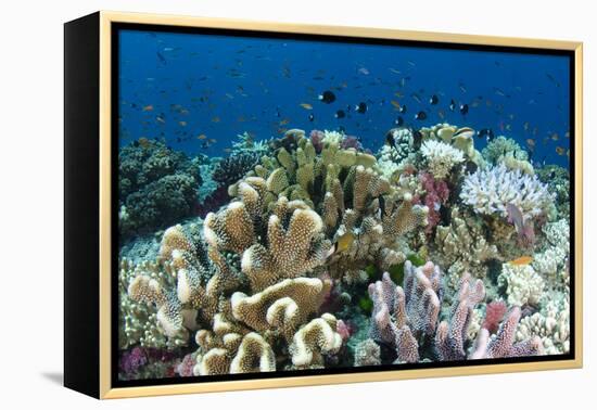 Coral Reef Diversity, Fiji-Pete Oxford-Framed Premier Image Canvas