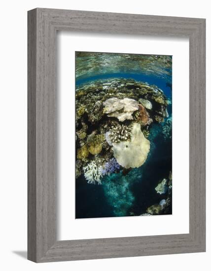 Coral Reef Diversity, Fiji-Pete Oxford-Framed Photographic Print