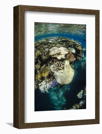 Coral Reef Diversity, Fiji-Pete Oxford-Framed Photographic Print