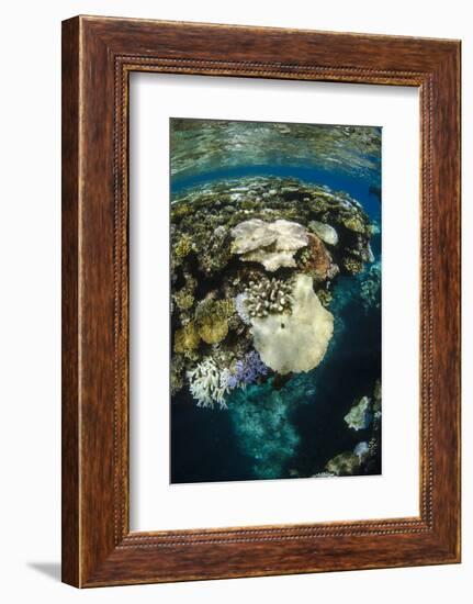 Coral Reef Diversity, Fiji-Pete Oxford-Framed Photographic Print