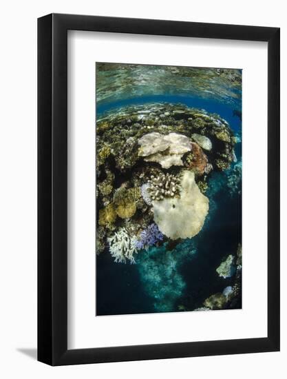 Coral Reef Diversity, Fiji-Pete Oxford-Framed Photographic Print