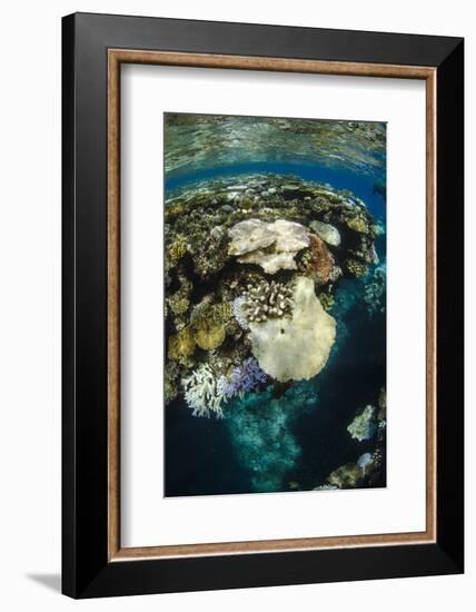 Coral Reef Diversity, Fiji-Pete Oxford-Framed Photographic Print