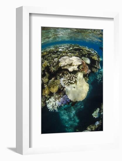 Coral Reef Diversity, Fiji-Pete Oxford-Framed Photographic Print