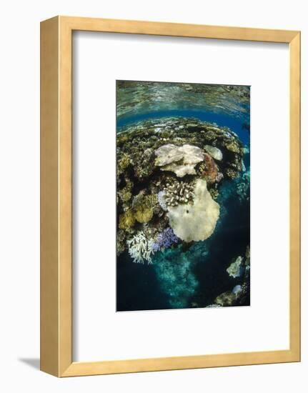 Coral Reef Diversity, Fiji-Pete Oxford-Framed Photographic Print