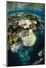 Coral Reef Diversity, Fiji-Pete Oxford-Mounted Photographic Print