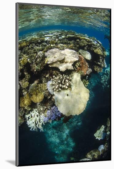 Coral Reef Diversity, Fiji-Pete Oxford-Mounted Photographic Print