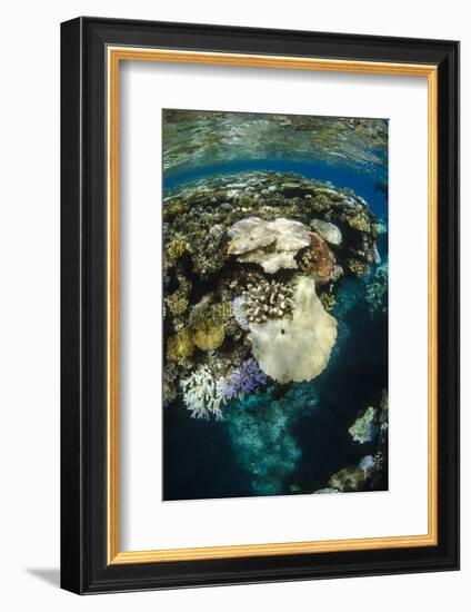 Coral Reef Diversity, Fiji-Pete Oxford-Framed Photographic Print