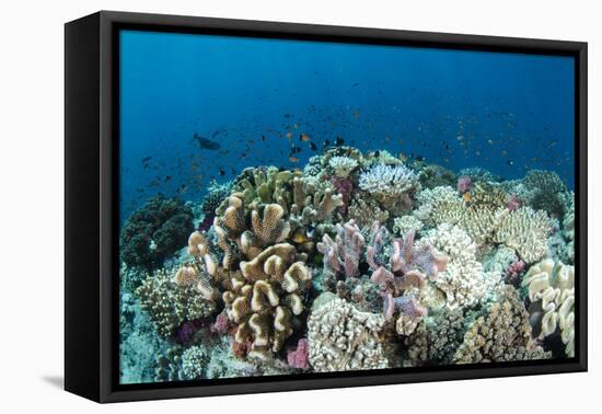 Coral Reef Diversity, Fiji-Pete Oxford-Framed Premier Image Canvas