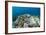 Coral Reef Diversity, Fiji-Pete Oxford-Framed Photographic Print