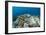 Coral Reef Diversity, Fiji-Pete Oxford-Framed Photographic Print