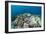 Coral Reef Diversity, Fiji-Pete Oxford-Framed Photographic Print
