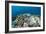 Coral Reef Diversity, Fiji-Pete Oxford-Framed Photographic Print