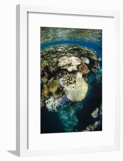 Coral Reef Diversity, Fiji-Pete Oxford-Framed Photographic Print