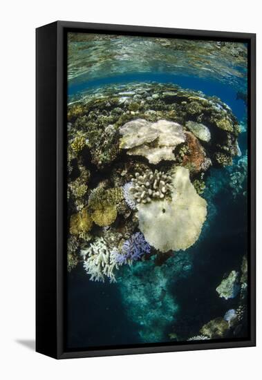 Coral Reef Diversity, Fiji-Pete Oxford-Framed Premier Image Canvas