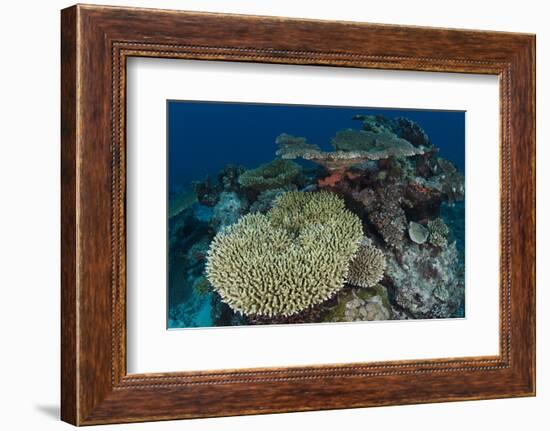 Coral Reef Diversity, Rainbow Reef, Fiji-Pete Oxford-Framed Photographic Print