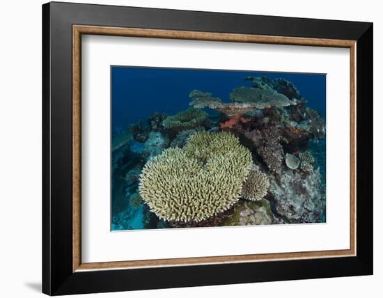 Coral Reef Diversity, Rainbow Reef, Fiji-Pete Oxford-Framed Photographic Print