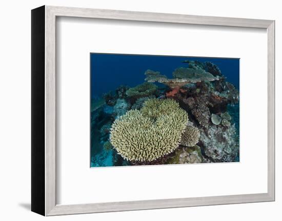 Coral Reef Diversity, Rainbow Reef, Fiji-Pete Oxford-Framed Photographic Print