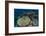 Coral Reef Diversity, Rainbow Reef, Fiji-Pete Oxford-Framed Photographic Print