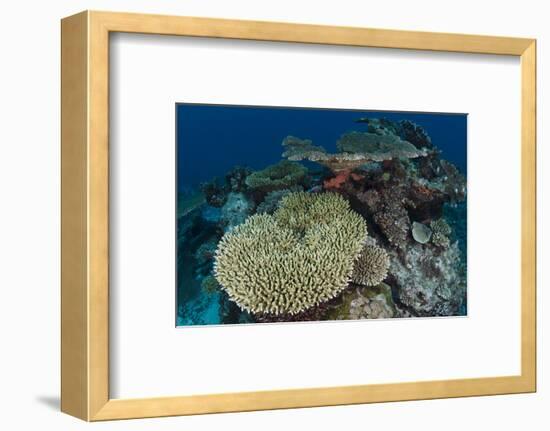 Coral Reef Diversity, Rainbow Reef, Fiji-Pete Oxford-Framed Photographic Print