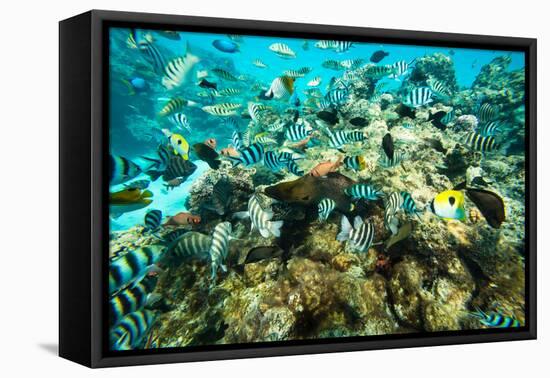 Coral Reef Fish Swimming in the Pacific Ocean, Tahiti, French Polynesia-null-Framed Premier Image Canvas