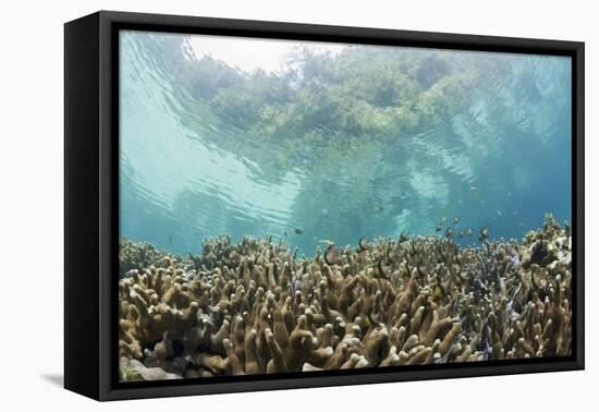 Coral Reef in Risong Bay, Micronesia, Palau-Reinhard Dirscherl-Framed Premier Image Canvas