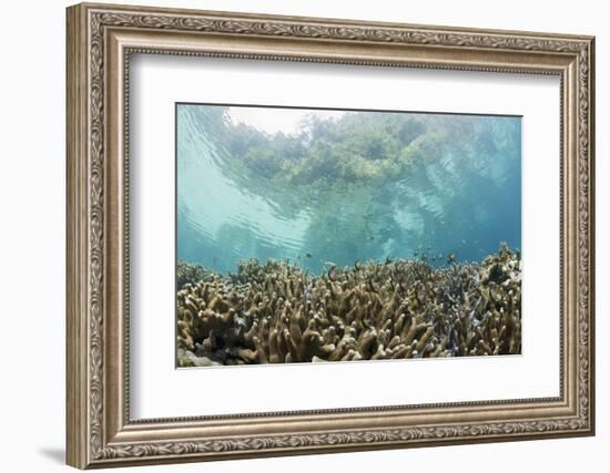 Coral Reef in Risong Bay, Micronesia, Palau-Reinhard Dirscherl-Framed Premium Photographic Print