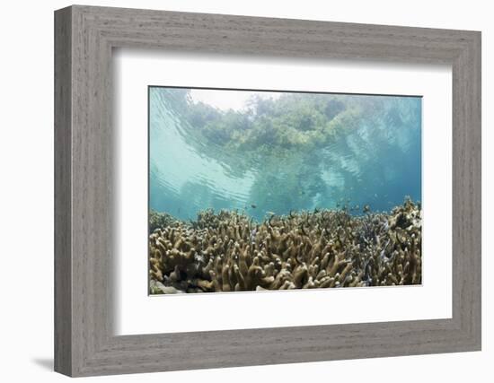 Coral Reef in Risong Bay, Micronesia, Palau-Reinhard Dirscherl-Framed Photographic Print