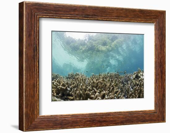 Coral Reef in Risong Bay, Micronesia, Palau-Reinhard Dirscherl-Framed Photographic Print