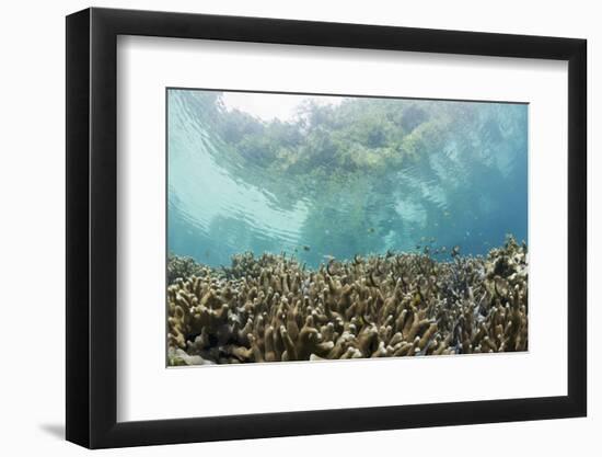 Coral Reef in Risong Bay, Micronesia, Palau-Reinhard Dirscherl-Framed Photographic Print