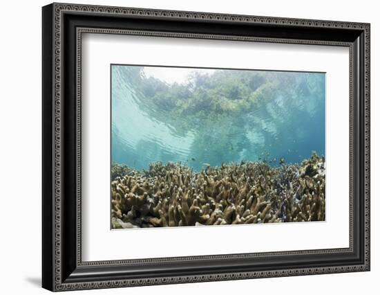 Coral Reef in Risong Bay, Micronesia, Palau-Reinhard Dirscherl-Framed Photographic Print