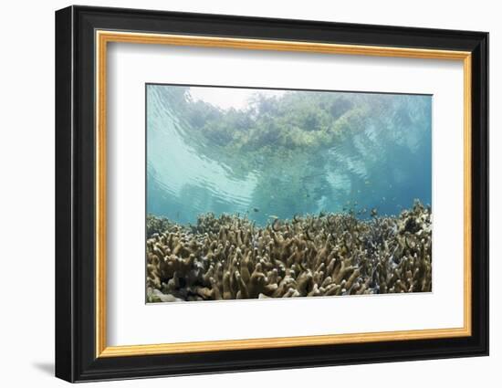 Coral Reef in Risong Bay, Micronesia, Palau-Reinhard Dirscherl-Framed Photographic Print