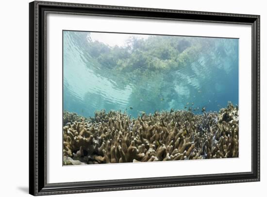 Coral Reef in Risong Bay, Micronesia, Palau-Reinhard Dirscherl-Framed Photographic Print