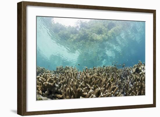 Coral Reef in Risong Bay, Micronesia, Palau-Reinhard Dirscherl-Framed Photographic Print