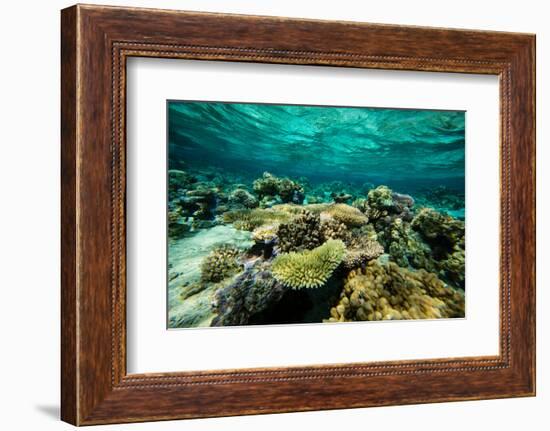 Coral Reef in the Pacific Ocean, Bora Bora, Society Islands, French Polynesia-null-Framed Photographic Print