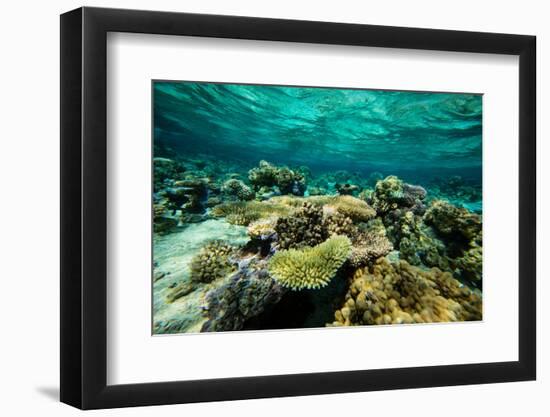 Coral Reef in the Pacific Ocean, Bora Bora, Society Islands, French Polynesia-null-Framed Photographic Print