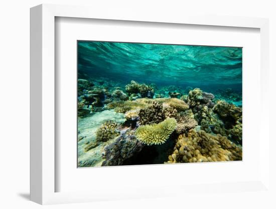 Coral Reef in the Pacific Ocean, Bora Bora, Society Islands, French Polynesia-null-Framed Photographic Print