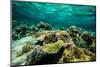 Coral Reef in the Pacific Ocean, Bora Bora, Society Islands, French Polynesia-null-Mounted Photographic Print