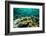 Coral Reef in the Pacific Ocean, Bora Bora, Society Islands, French Polynesia-null-Framed Photographic Print