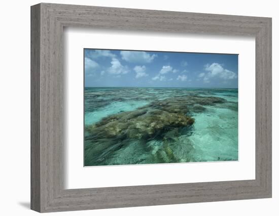 Coral Reef, Lighthouse Reef, Atoll, Belize-Pete Oxford-Framed Photographic Print