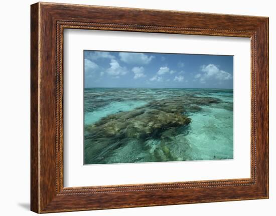 Coral Reef, Lighthouse Reef, Atoll, Belize-Pete Oxford-Framed Photographic Print