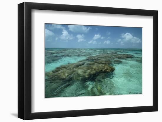 Coral Reef, Lighthouse Reef, Atoll, Belize-Pete Oxford-Framed Photographic Print