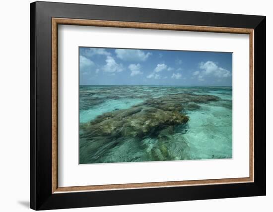 Coral Reef, Lighthouse Reef, Atoll, Belize-Pete Oxford-Framed Photographic Print