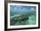 Coral Reef, Lighthouse Reef, Atoll, Belize-Pete Oxford-Framed Photographic Print