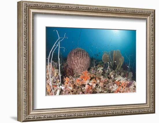 Coral Reef, Raja Ampat, West Papua, Indonesia-Reinhard Dirscherl-Framed Photographic Print