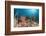 Coral Reef, Raja Ampat, West Papua, Indonesia-Reinhard Dirscherl-Framed Photographic Print