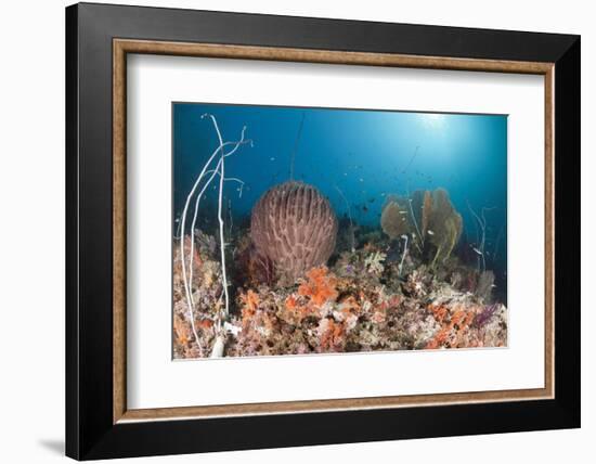 Coral Reef, Raja Ampat, West Papua, Indonesia-Reinhard Dirscherl-Framed Photographic Print