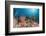 Coral Reef, Raja Ampat, West Papua, Indonesia-Reinhard Dirscherl-Framed Photographic Print