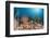 Coral Reef, Raja Ampat, West Papua, Indonesia-Reinhard Dirscherl-Framed Photographic Print