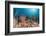 Coral Reef, Raja Ampat, West Papua, Indonesia-Reinhard Dirscherl-Framed Photographic Print